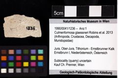 Foto (Objket + Etiketten) von Culmenformosa glaessneri (Robins et al., 2013) 